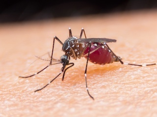 salud-malaria-fever-WB