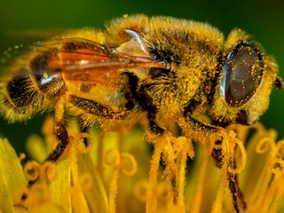 web-66-ciencia-polen
