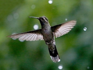web-63-jardin colibries