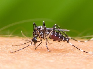 web-33-dengue