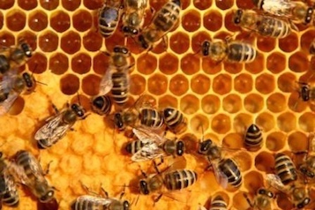 web-66-HoneyBees