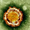 virus