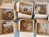Tráfico de especies genera más de 10 mil mdp