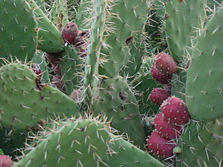 Nopal con tunas rojas