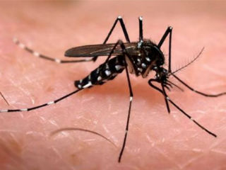 chikungunya