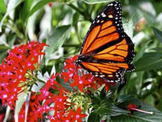 xochimilco mariposario