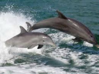 delfines