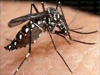 dengue