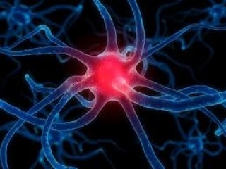 20130411 neuronas