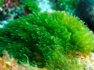 alga