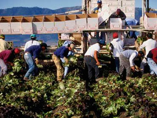 foto-jornaleros