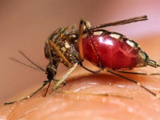 estados-dengue-web