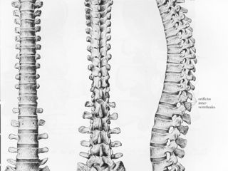 sal2columnavertebral-web