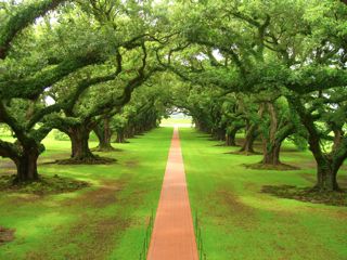 eco1-bosque-web
