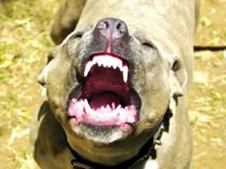 jus3- perro -web