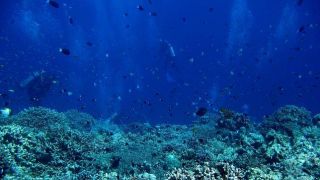 ecologia-oceanos