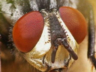Ciencia3-bicho