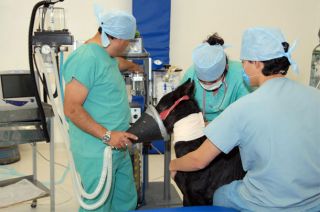 Veterinaria-UNAM