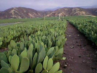 nopal