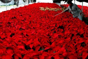 edomex1--FLORICULTORES M