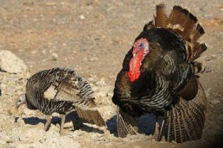economia2-pavo