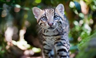 eco-Ocelote