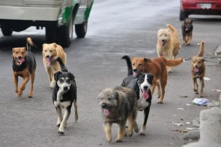 edomex3-perros