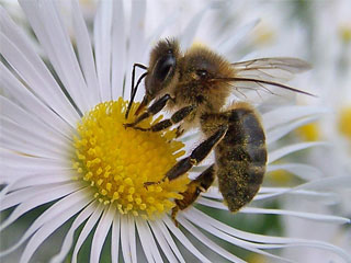 abeja