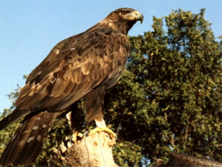 aguila