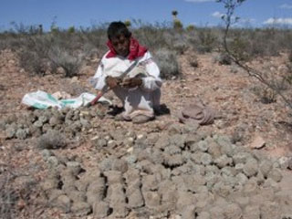 peyote