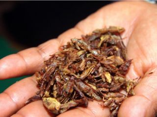 salud-insectos