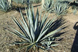 salud-agave1