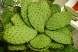 eco-nopal