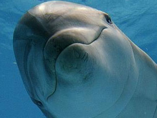 delfin