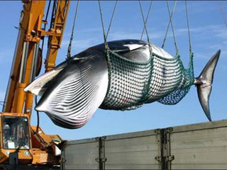 ballena