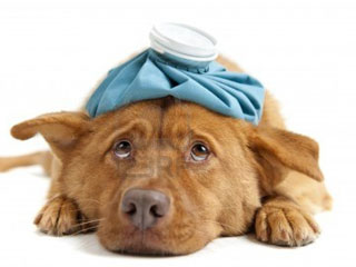 perros-ciencia-web
