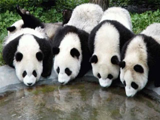 PANDAS