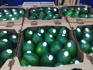 Estados3-aguacates