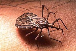 salud-chagas