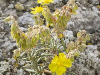 planta