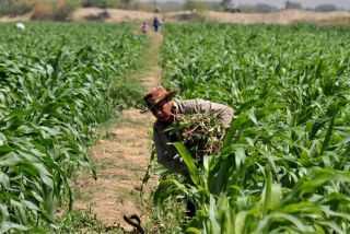 campesino-0a1f2c4a-77c7-43a3-bcfd-c8ce7b50d224