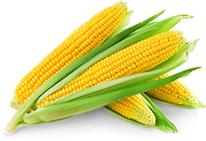 elotes