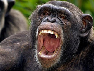 chimpance
