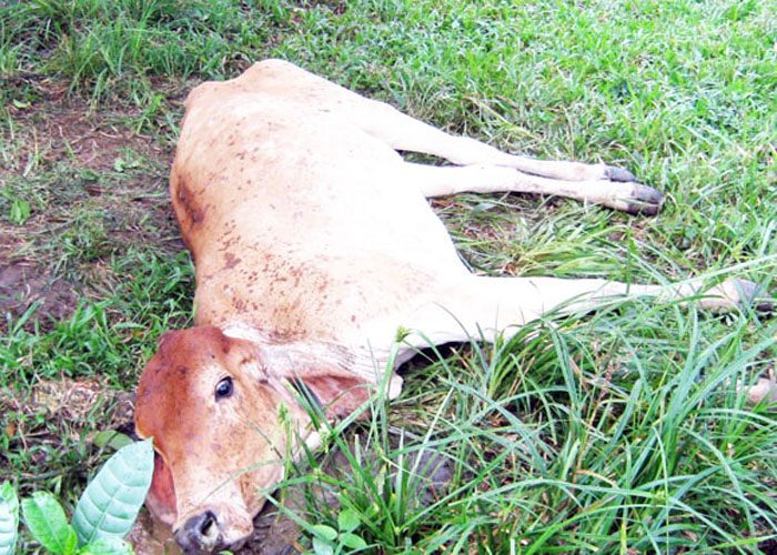 edos-Rabia-bovina