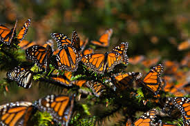 mariposa monarca