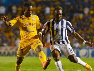 tigres