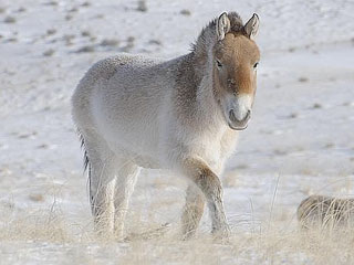 caballos