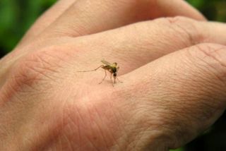 chikungunya