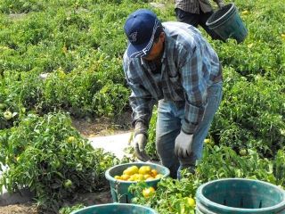 agricolas