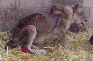 muere leona bioparque pachuca